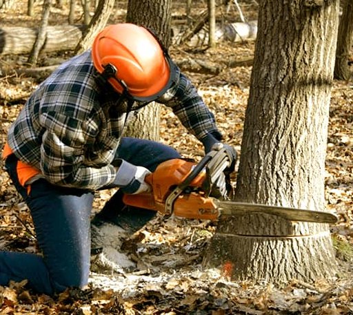 Tree Removal in Odell, TX